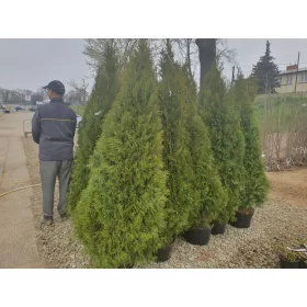    Туя Емералд, Емералд, Туя Емералд, Туя, Туе 200-220см