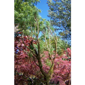    Планински бор с мъх Дъгласка ела тис туя хвойна кипарис смърч ела друго