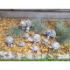  Гипсови фигурки костенурки гипсови костенурки комплект костенурки декорация градина декор за дома