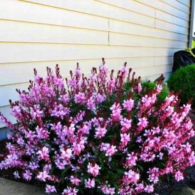  ГАУРА ~МАГИЧЕСКО ЦВЕТЕ~ СЕЯНЕ