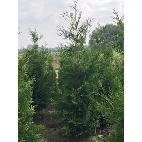    Thuja brabant разсад премиум качество 180см евтино от производителя ПРОМОЦИЯ!