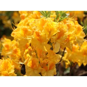    Разсад от рододендрони и азалии в контейнер 0,5-1л 20-30см