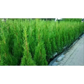    ТУЯ ЕМЕРАЛД 120-130см Саксия вкоренена