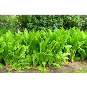    ЗИМНА ГРАДИНСКА ПАПРАТ 'SHARP PLUME' 6 бр