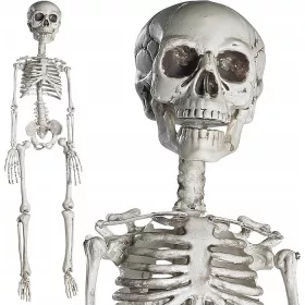    пълен скелет за Хелоуин с подвижни стави, 76CM