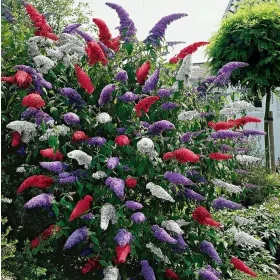  ТРИКОЛОР BUDDLEY TRICOLOR - КОМПЛЕКТ 3 БР