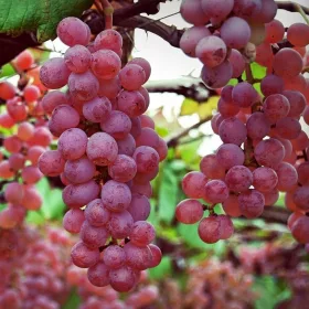    Swenson Червена лоза, разсад в съд 2-3л, 50-60 см