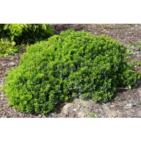    Разсад берберис в 2-3 литров съд 10-15 см