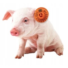 Обеци за прасета, прасета - 100 бр.