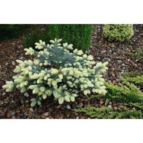  Бялобок смърч 30-50cm C5