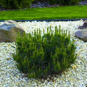  Планински бор PUMILIO За склонове C3