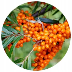    SEA BITCH медицински комплект разсад МЪЖКИ и ЖЕНСКИ