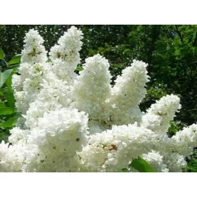    СНЕЖНОБЯЛА ЦВЕТЕНА ЛИЛА MME LEMOINE БЕЗ