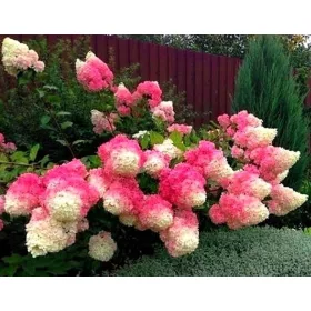    Бели, пъстри, розови хортензии, разсад в съд 3-5л, 130-150 см.