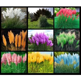    ПАМПАС ТРЕВА Семена 9 СОРТА СЕМЕНА.