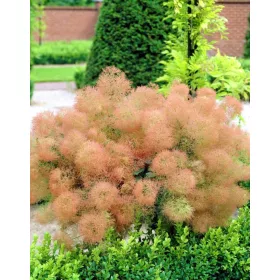    МЛАДА ДАМА Подолска перука дърво 50см В САКСИЯ