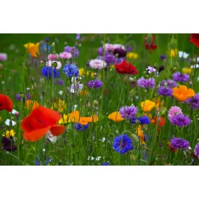    Тораф декоративна трева 20 м² 0,1 кг