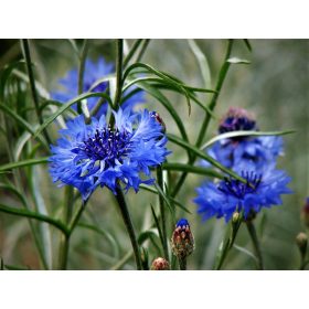    метличина метличина медоносни лечебни растения 100гр