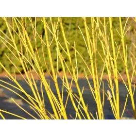  Разсад бял дрян в съд 1-2л 60-80см