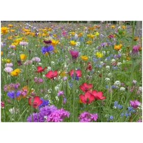    Семена, растителна смес, Медоносни растения, 1000 гр