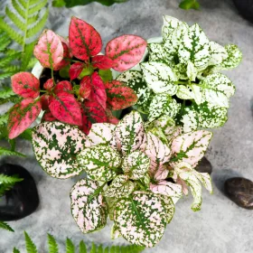    Безсънен разсад в контейнер от 0,5-1 литра