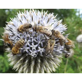    PRZEGORZAN-B.MIODAJNY - ок. 1т на 1ха, СЕМЕНА 500 бр