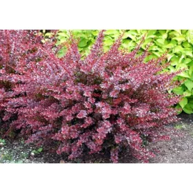    Разсад от берберис в 2-3 литров съд 20-35 см