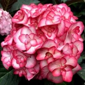    BLACK LEAF HYDRENSE~~ MISS SAORI ~УСТОЙЧИВ НА МРАЗА