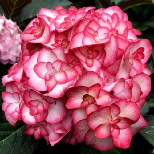  BLACK LEAF HYDRENSE~~ MISS SAORI ~УСТОЙЧИВ НА МРАЗА