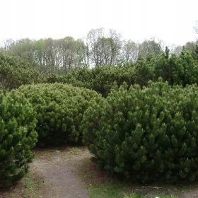    Pinus MUGO Планински бор - планински бор | C3 |