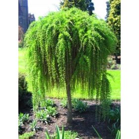    Лиственица Pendula, висяща на присаден ствол