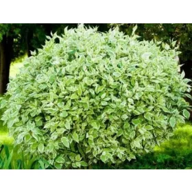  Разсад дрян в съд 2-3 литра 25-40см