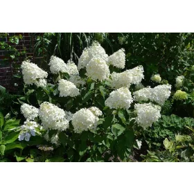    Бели, розови хортензии, разсад в съд 2-3л, 30-50 см.