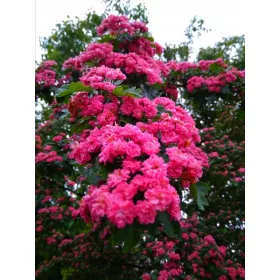    Глог "Paul's Scarlet" Червени рози на дървото