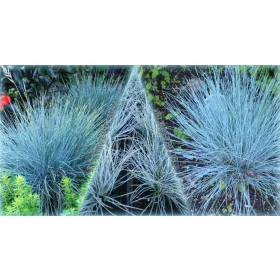    СИНЯ ВАСАТКА ЕЛАЙЯ СИН ОПАКОВКА ОТ 5 БР