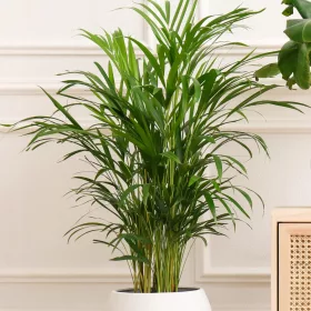    Palm Dypsis lutescens разсад в 1-2 литров съд
