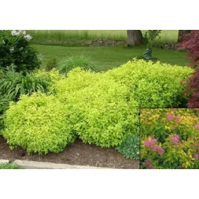    Разсад виолетова, розова ливадна сладка в съд 2-3л, 20-30 см дължина