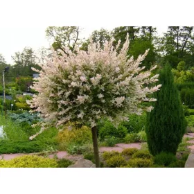    Разсад от върба в съд 2-3 литра 120-140см