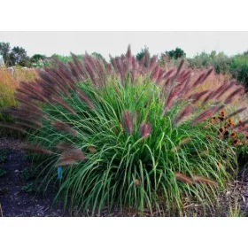    ТРЕВА ЧЕРВЕНА ГЛАВА ОПАКОВКА ОТ 5 БРОЯ ТРЕВИ В САКСИЯ