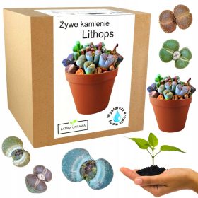    Комплект за отглеждане на живи камъни Lithops Cacti