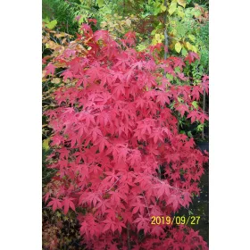    Никойски клен, червен чинар, бук, череша, кестен