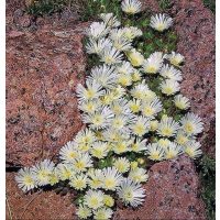 Скални растения