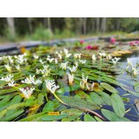 Водни растения