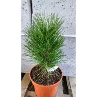 Иглолистни дървета и храсти