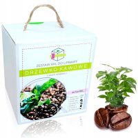 Стайни растения