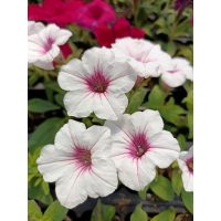 Едногодишни и двугодишни растения